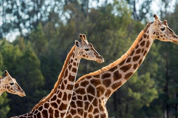 taronga-zoo